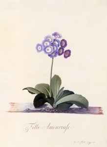Primevère auricule Fille Amoureuse, c. 1743 gravure colorée à la main