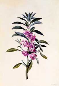 Balsamine de jardin, vers 1746, gravure coloriée à la main