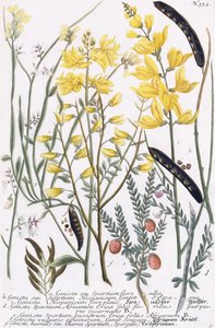Genista - Georg Dionysius Ehret