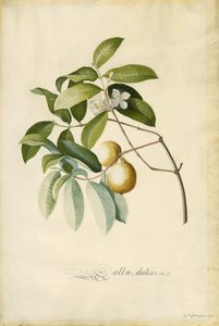 Goyave
