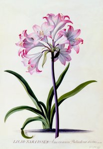 Lilio Narcissus, vers 1744 gravure coloriée à la main
