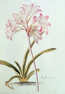 Lys : Lilium belladonna, (pl.12) de Trew