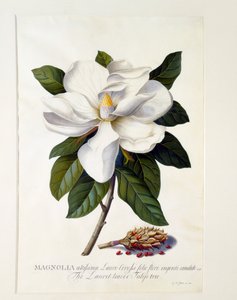 Magnolia Grandiflora, gravure colorée à la main