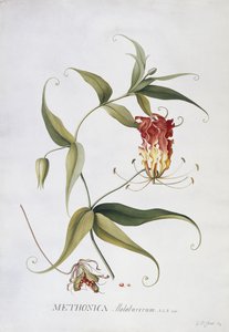 Methonica - Georg Dionysius Ehret