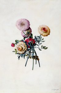 Renoncules mélangées, vers 1743 gravure coloriée à la main - "Georg Dionysius Ehret