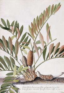 Palma Americana - Georg Dionysius Ehret