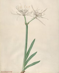 Pancratium - Georg Dionysius Ehret