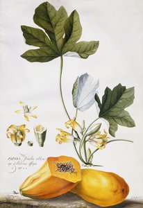 Papaye