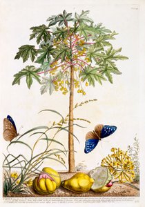 Papaye, vers 1748 gravure colorée à la main
