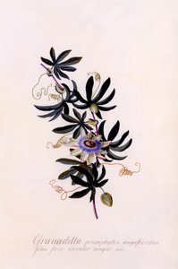 Passiflora Granadilla