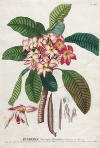 Plantae Selectae : No. 41