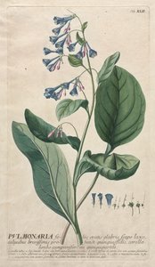 Plantae Selectae : No. 42 - Pulmonaria