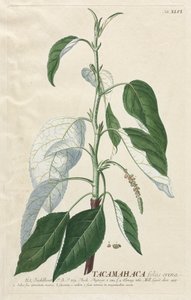 Plantae Selectae : N° 46 - Tacamahaca - Georg Dionysius Ehret