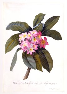 Plumeria, vers 1744, gravure coloriée à la main