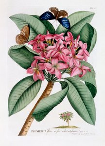 Plumeria, vers 1749 gravure colorée à la main