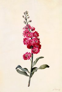 Matthiola incana, vers 1746 gravure coloriée à la main - "Georg Dionysius Ehret