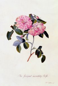 La rose rayée mensuelle, vers 1745, gravure coloriée à la main