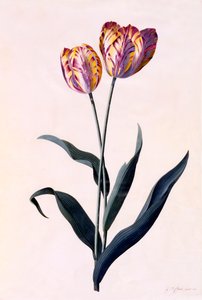 Tulipe, vers 1744 gravure coloriée à la main