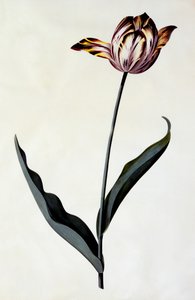 Tulipe, vers 1745 (gravure colorée à la main)