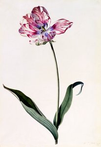 Tulipe, vers 1745, gravure coloriée à la main