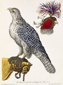 Fauconnerie, Planche 3, de "Deliciae Naturae Selectae", 1771 - Georg Wolfgang Knorr