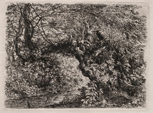 Le vieux saule au ruisseau