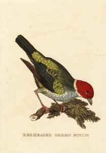 Tangara gyrole, Tangara gyrola