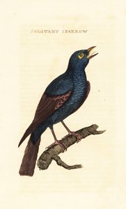 Monticole bleu, Monticola solitarius