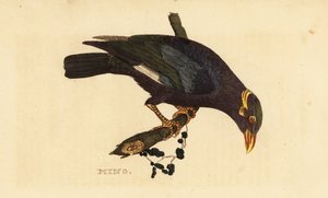 Mainate à collier, Acridotheres albocinctus
