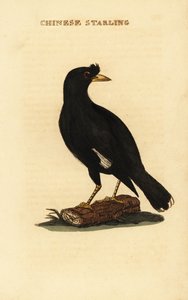 Martin huppé, Acridotheres cristatellus