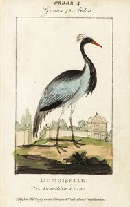 Demoiselle ou grue numidienne, Grus virgo