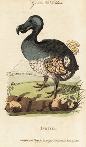 Dodo éteint, Raphus cucullatus (Didus ineptus)
