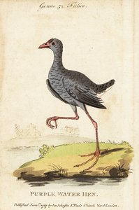 Talève sultane, Porphyrio poliocephalus