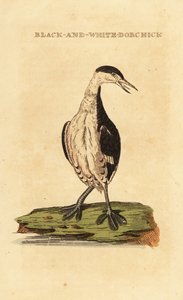 Grèbe esclavon, jeune, Podiceps auritus