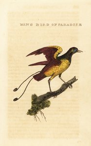 Oiseau de paradis royal, Cicinnurus regius - George (after) Edwards