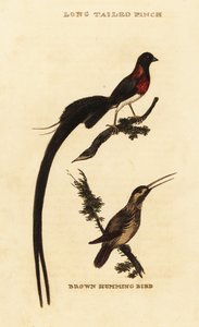 Veuve paradis à longue queue, Vidua paradisaea et Colibri roux, Selasphorus rufus - George (after) Edwards