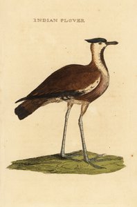 Vanneau huppé, Vanellus vanellus