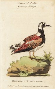 Tournepierre à collier, Arenaria interpres