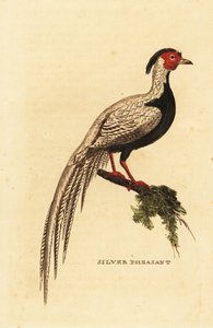 Faisan argenté, Lophura nycthemera