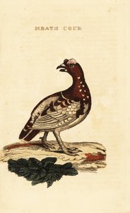 Tétras du Canada, Falcipennis canadensis canace