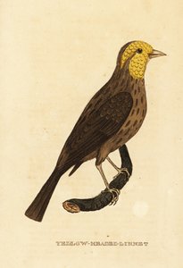 Gros-bec jaune, Pheucticus chrysopeplus
