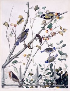 Rouge-gorge, Mésange charbonnière (mâle et femelle) et Mésange bleue (mâle et femelle), c.1841