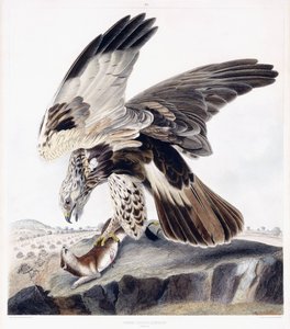 Buse Pattue (Femelle), c.1841 (gravure coloriée à la main)
