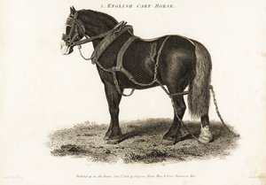 Cheval de trait anglais ou Shire