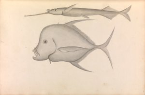 Récit du voyage du commodore George Anson autour du monde