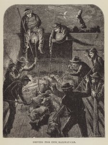 Conduire les porcs dans le wagon