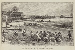 Pêche au shad dans la baie de Delaware
