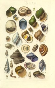 Manuel conchologique, Planche 15. Coquillages colorés, y compris les coquilles d