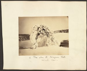 Un arbre au-dessus des chutes du Niagara