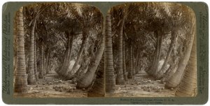 Avenue de palmiers à noix de coco, Floride, USA, 1891